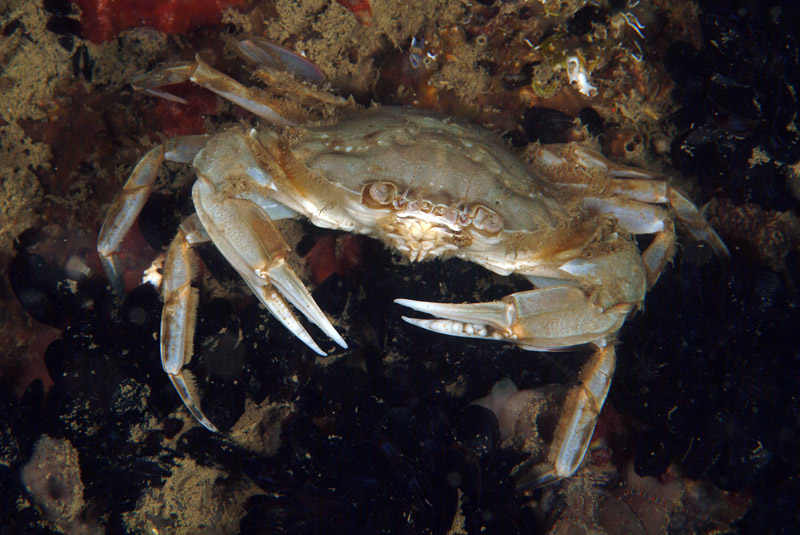 Liocarcinus depurator